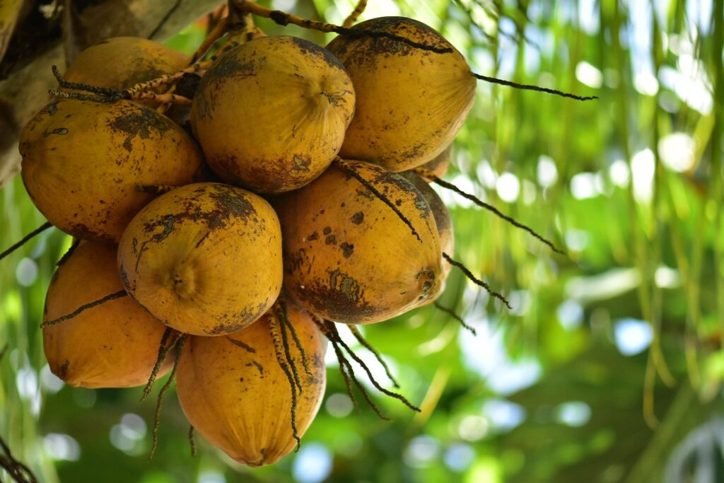 kokospalme fair trade